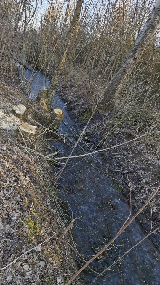 Działka rolno-budowlana Tomaszew. Zdjęcie 16