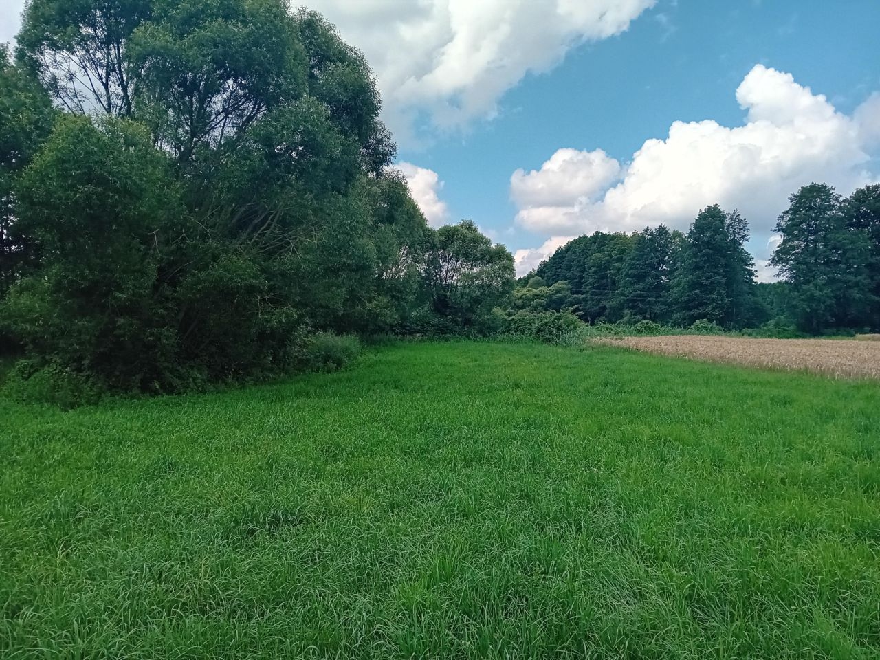 Działka rolna Strzygi. Zdjęcie 10