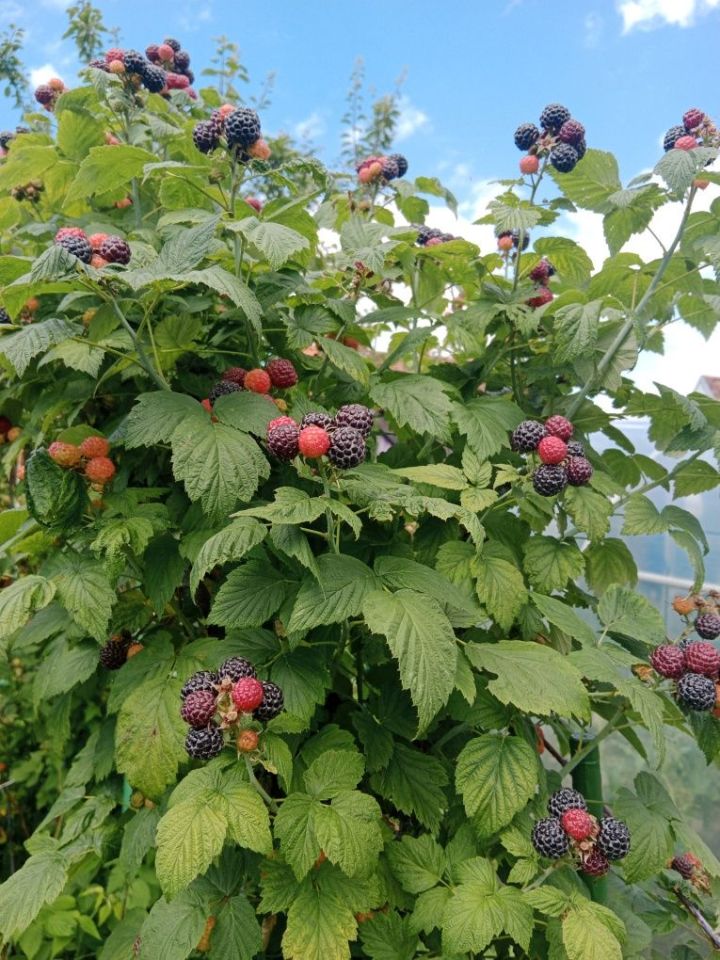 Działka rod Kędzierzyn-Koźle Kuźniczka. Zdjęcie 6