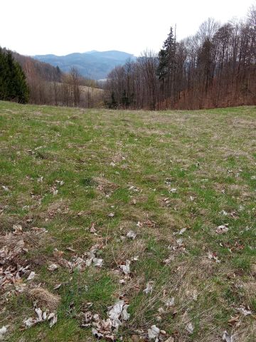 Działka rolna Nowy Waliszów, Nowy Waliszów. Zdjęcie 1