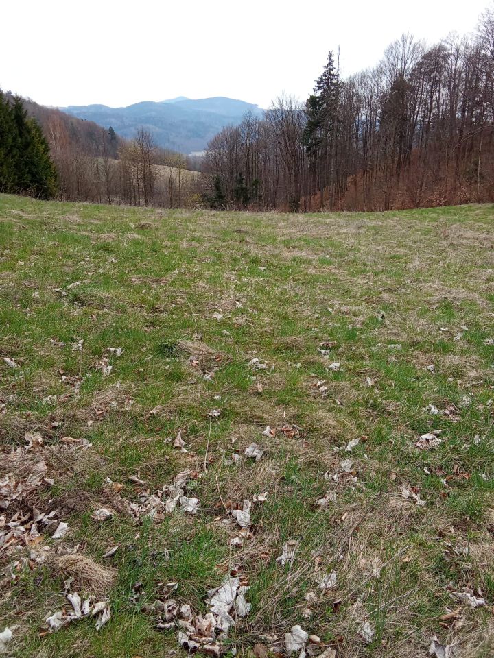 Działka rolna Nowy Waliszów, Nowy Waliszów. Zdjęcie 1