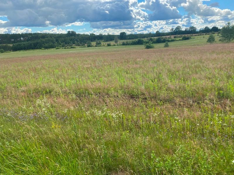 Działka rolna Starzno. Zdjęcie 1