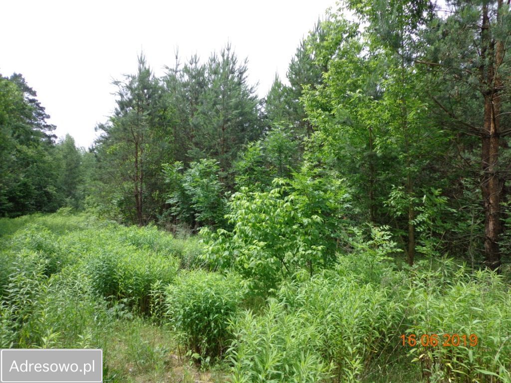 Działka rekreacyjna Cierzpięty. Zdjęcie 15