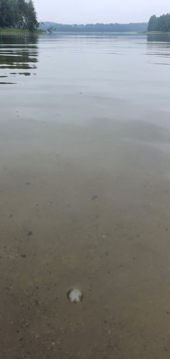 Działka rolna Wdzydze Tucholskie. Zdjęcie 5