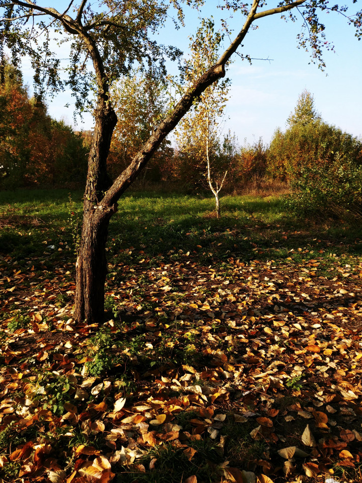 Działka rekreacyjna Wieliszew, ul. Willowa. Zdjęcie 5