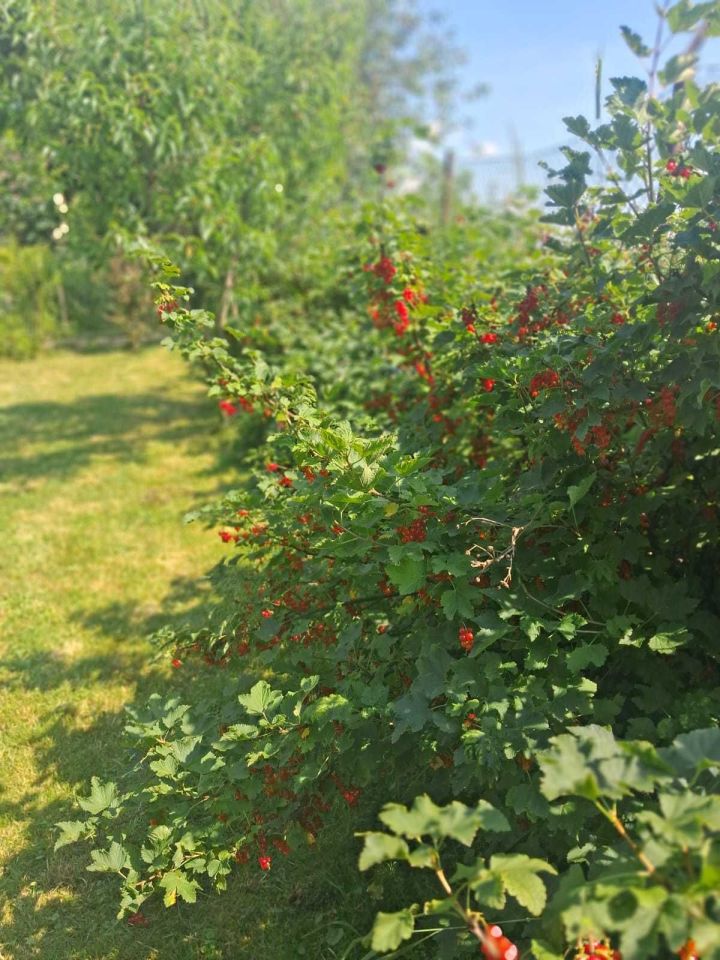 Działka rod Chróścina. Zdjęcie 8