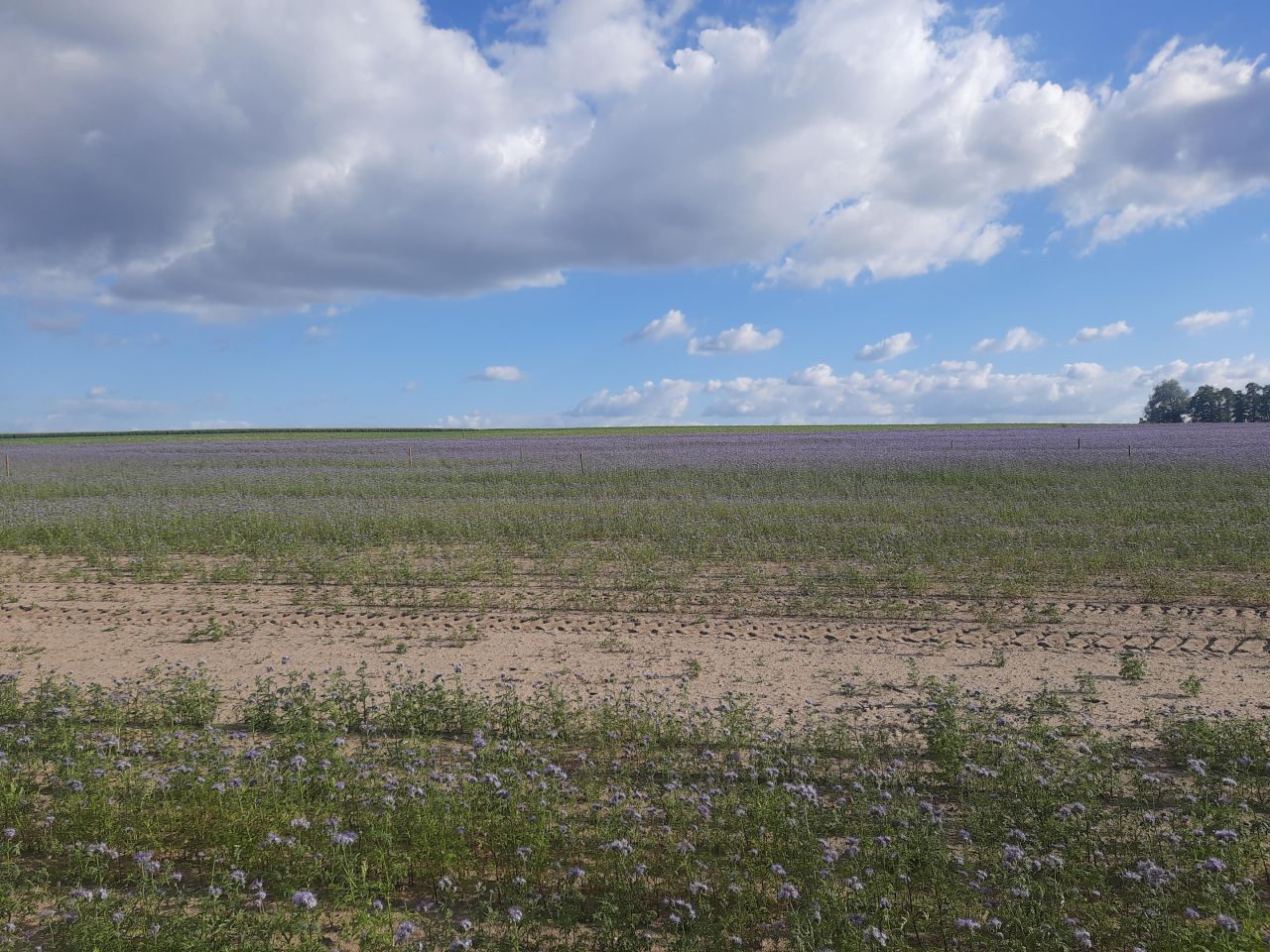 Działka budowlana Sadłogoszcz. Zdjęcie 3