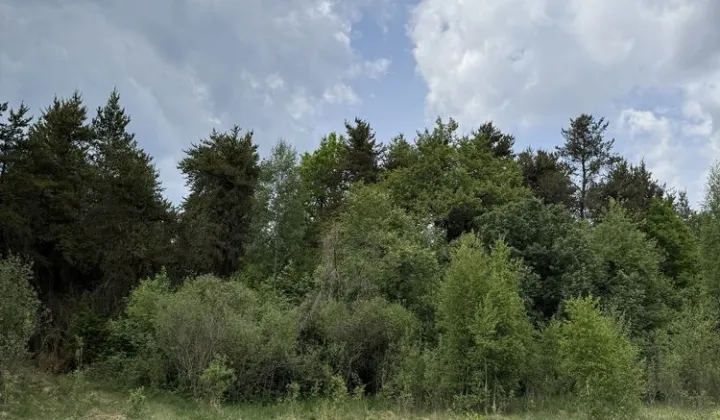 Działka leśna Dobrzanów
