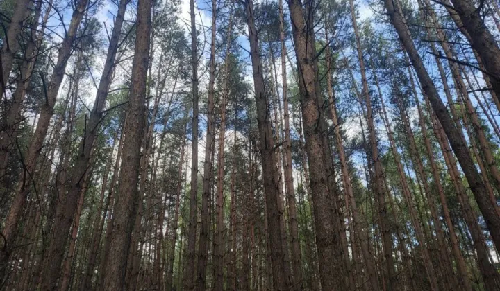 Działka leśna Stryj