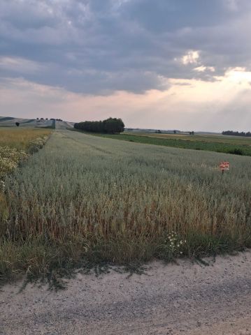 Działka rolna Piotrków Drugi. Zdjęcie 1