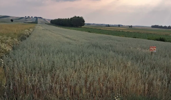 Działka rolna Piotrków Drugi
