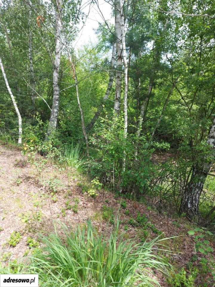 Działka inna Wiluki. Zdjęcie 12