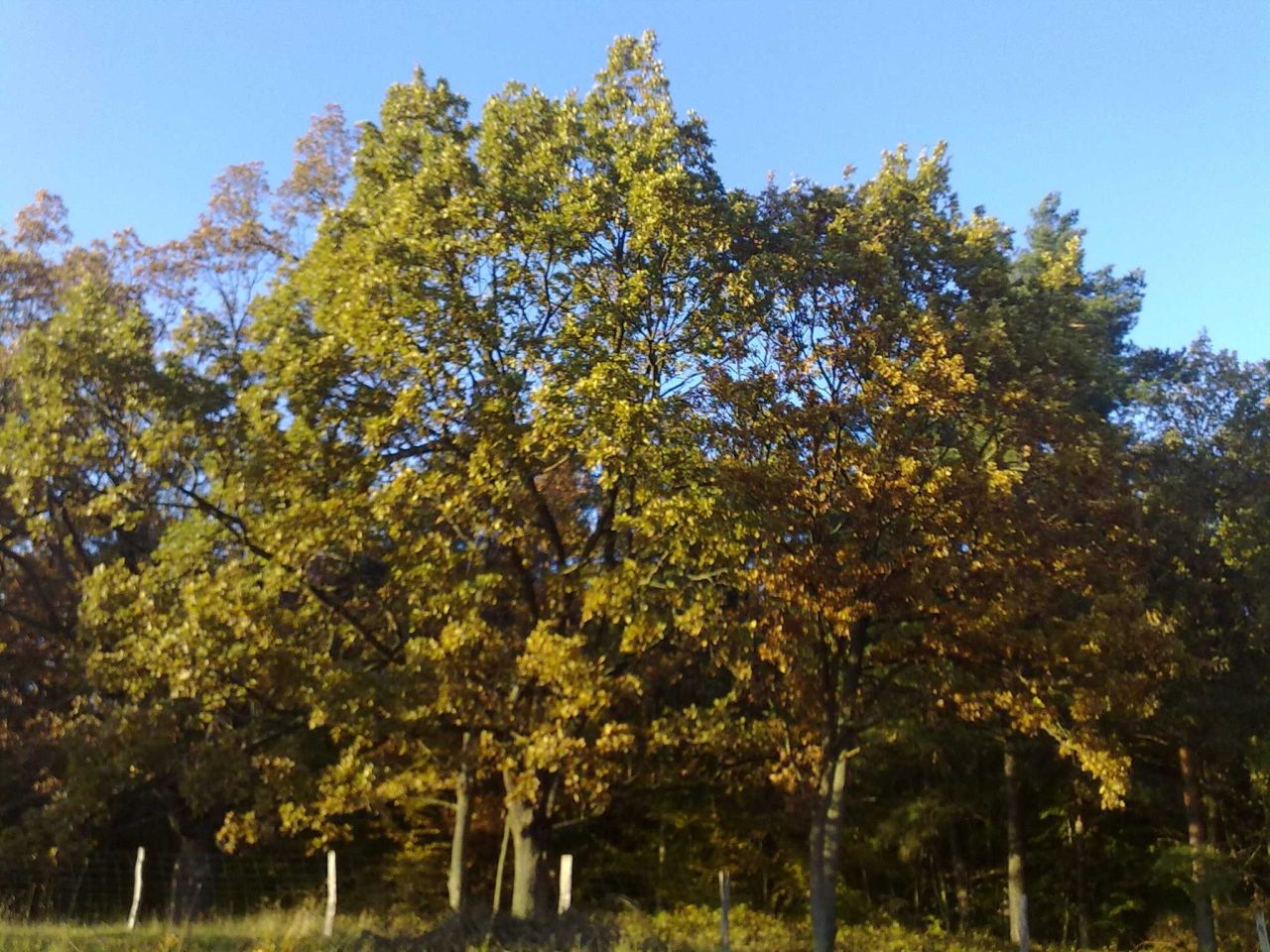 Działka rolna Borowy Młyn. Zdjęcie 7