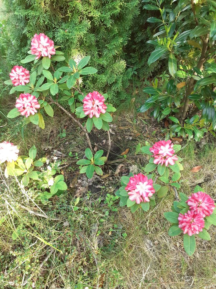 Działka rod Zielona Góra, ul. Osiedle Pomorskie. Zdjęcie 16