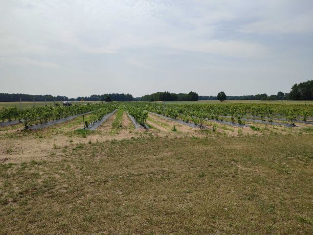 Działka rolna Olszaki. Zdjęcie 1