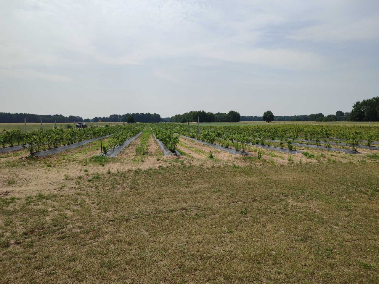 Działka rolna Olszaki