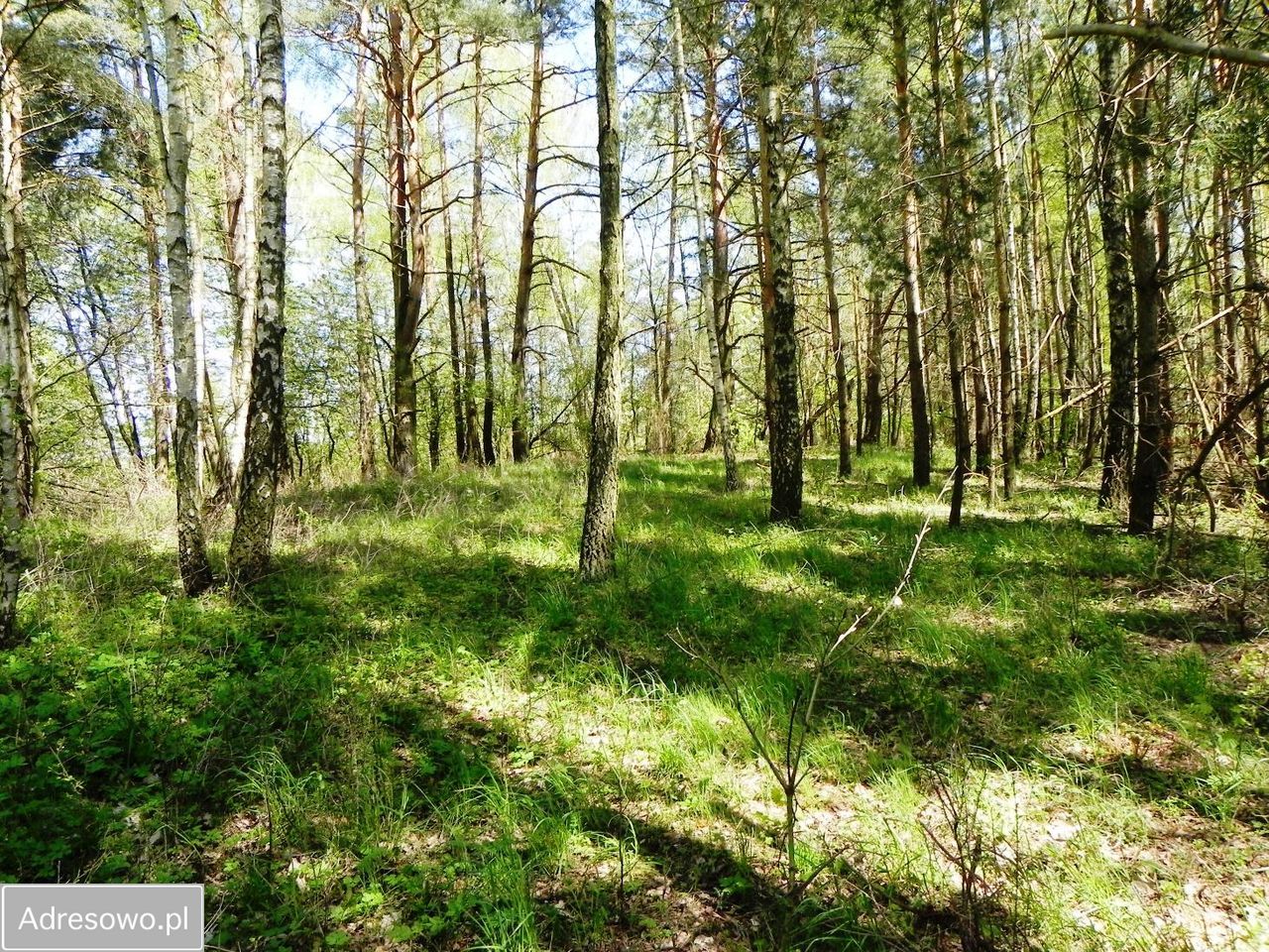Działka rolno-budowlana Chrostkowo. Zdjęcie 4