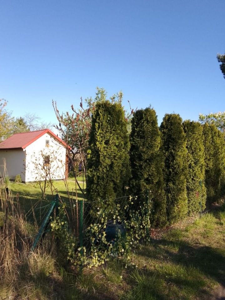 Działka rod Wrocław Krzyki, ul. Terenowa. Zdjęcie 7
