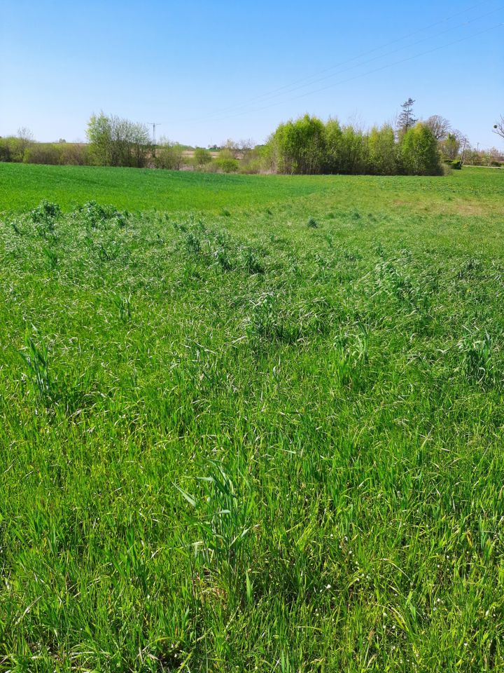 Działka budowlana Chwarzenko. Zdjęcie 2