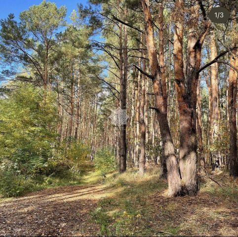 Działka leśna Kuczek. Zdjęcie 11