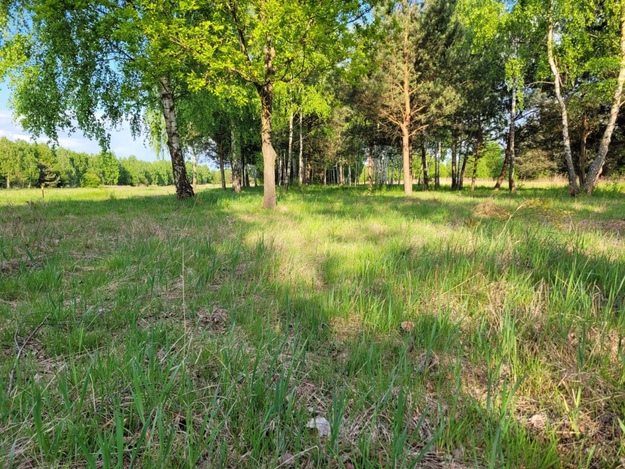 Działka budowlana Konary, ul. Brzozowa. Zdjęcie 5