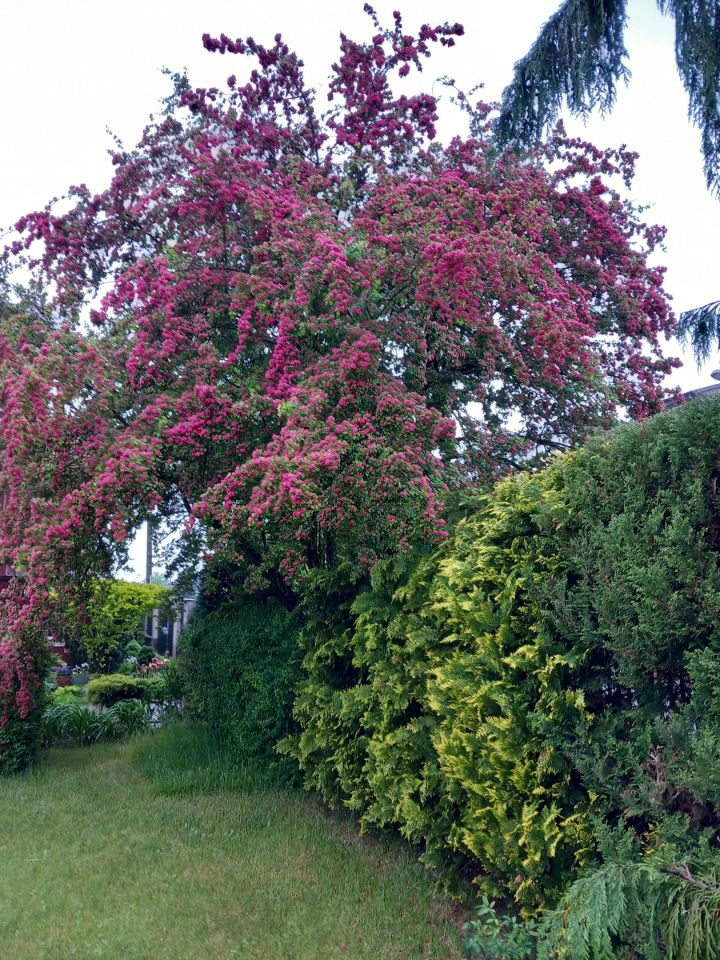 dom wolnostojący, 5 pokoi Karczew, ul. Ordona. Zdjęcie 5