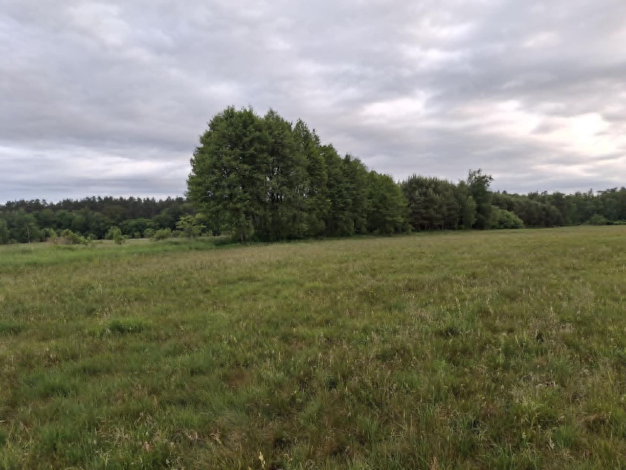 Działka rolna Kamińsko. Zdjęcie 4