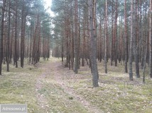 Działka leśna Połoń. Zdjęcie 4