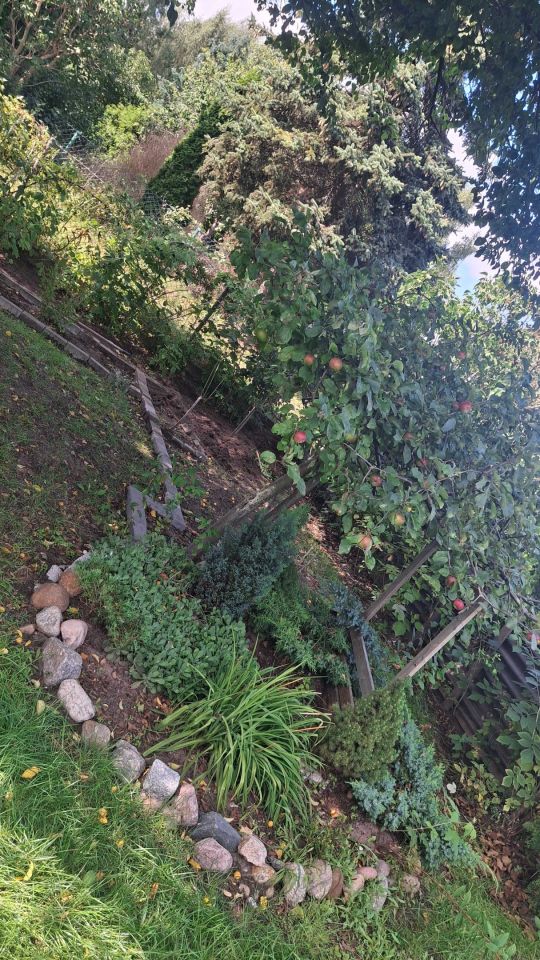 Działka rod Rumia, ul. Kazimierska. Zdjęcie 3