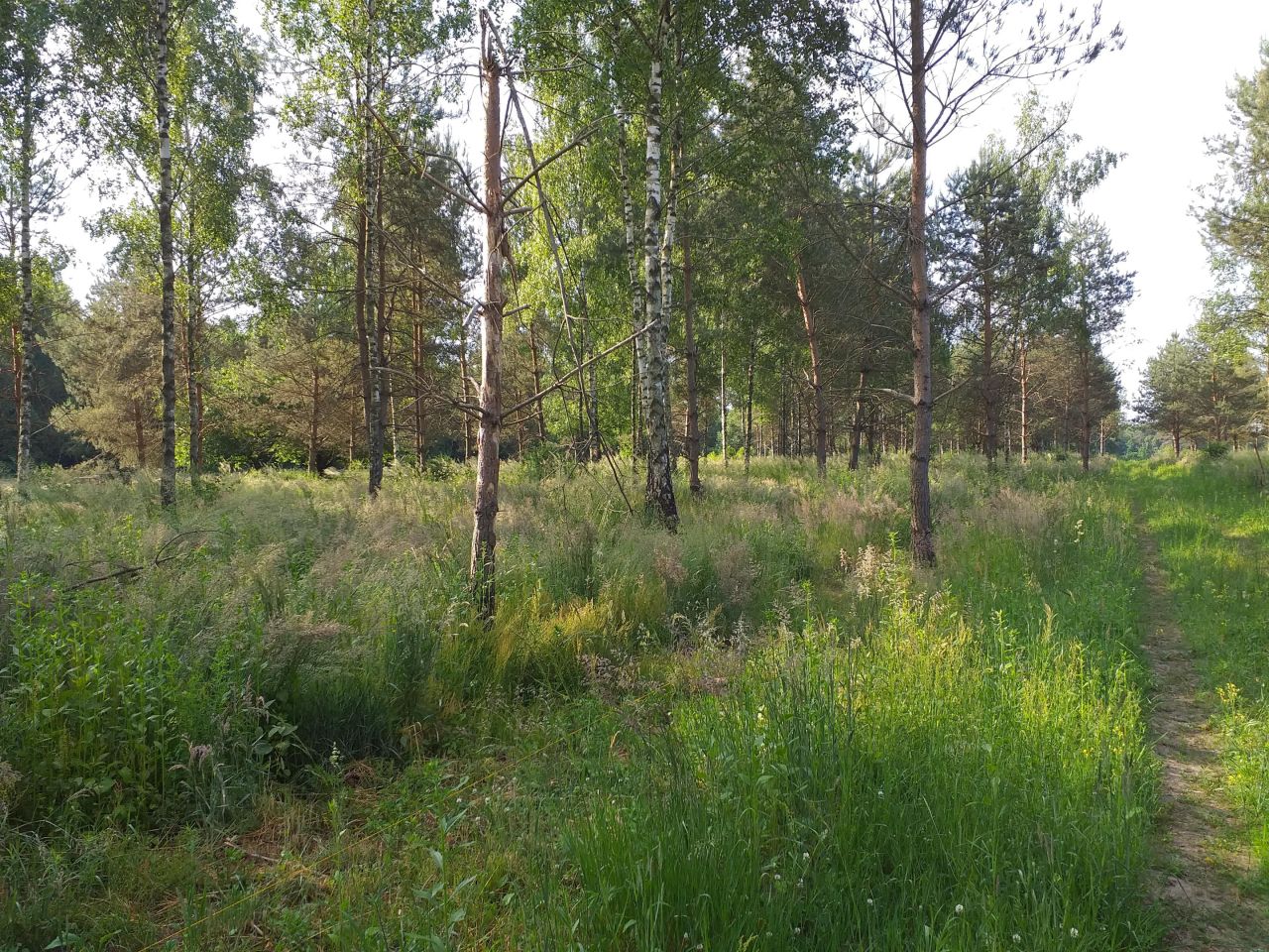 Działka budowlana Tłumy, Poprzeczna. Zdjęcie 6