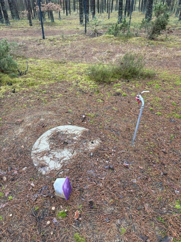 Działka leśna Borsk. Zdjęcie 7