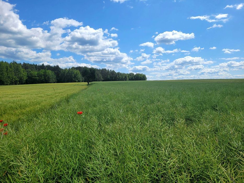 Działka rolna Skrzyniec-Kolonia. Zdjęcie 2