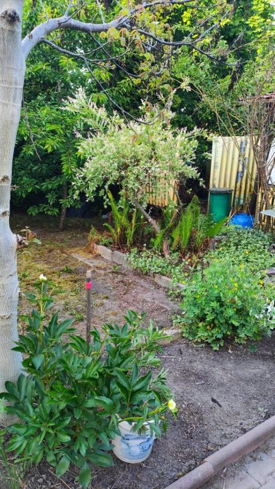 Działka rod Chorzów Maciejkowice. Zdjęcie 7