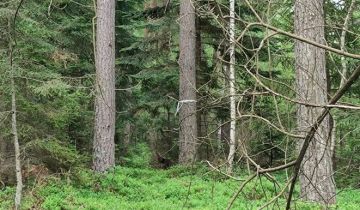 Działka leśna Nowy Lipowiec