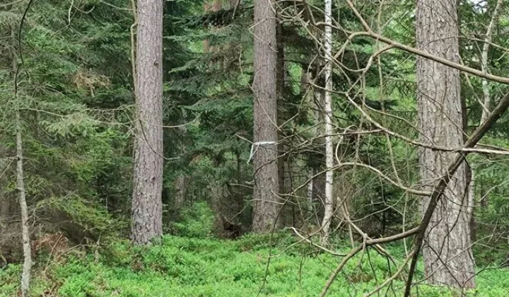 Działka leśna Nowy Lipowiec