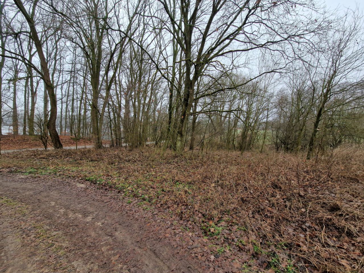 Działka rolna Gorzycko. Zdjęcie 2