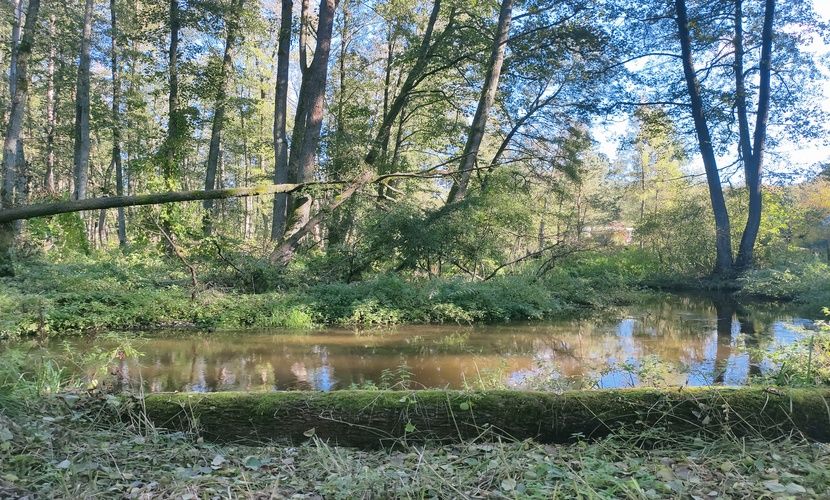 Działka budowlana Jeziórka. Zdjęcie 12