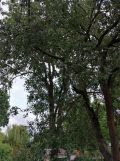 Działka rod Toruń. Zdjęcie 2