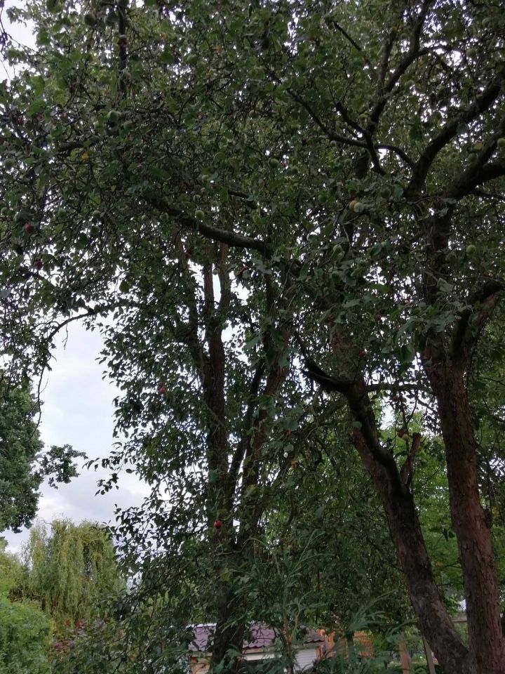 Działka rod Toruń. Zdjęcie 3