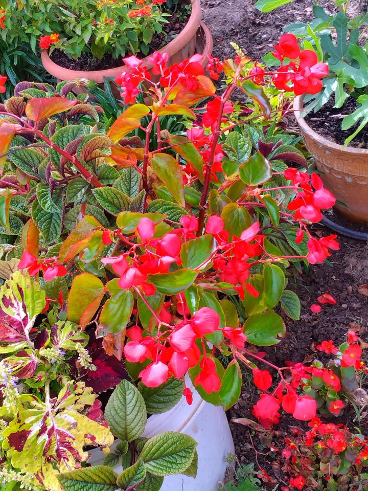 Działka rod Wrocław Bierdzany, ul. Nizinna. Zdjęcie 4