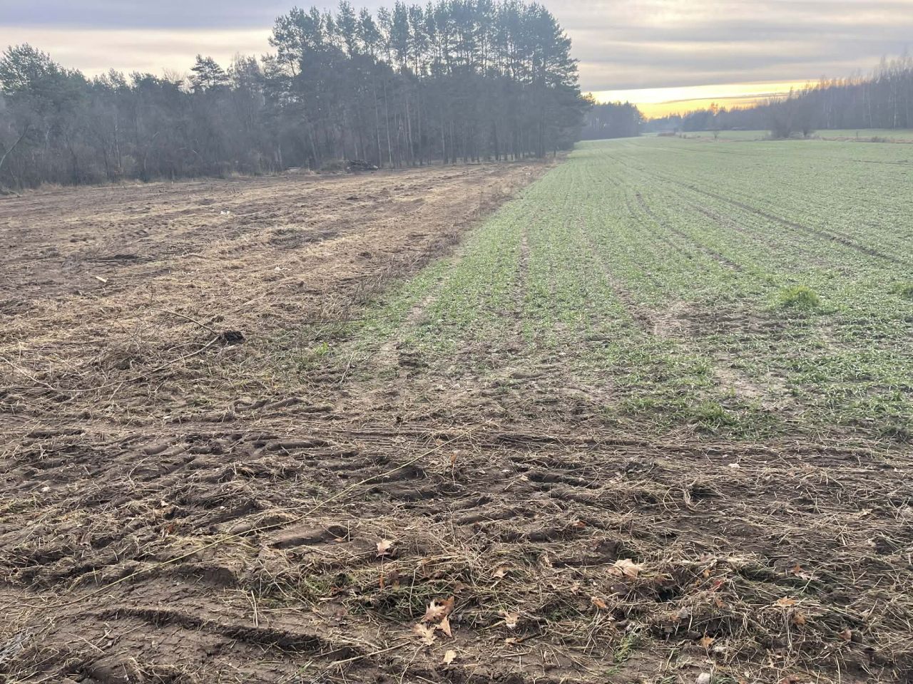 Działka rolno-budowlana Groszowice Wrzosów, ul. Kalinowa. Zdjęcie 4