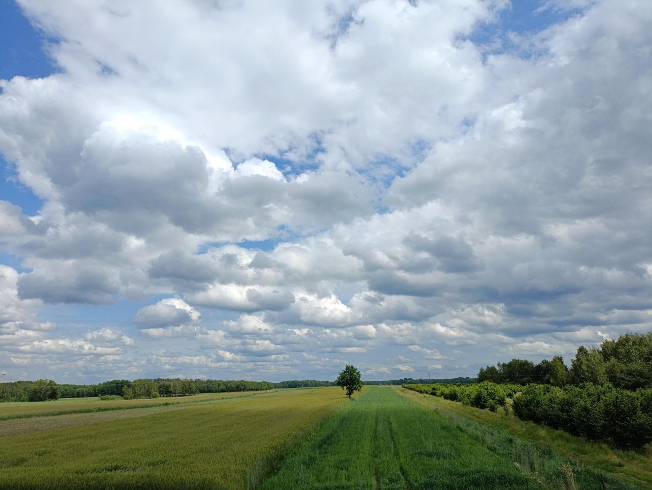 dom wolnostojący, 4 pokoje Drozdówka. Zdjęcie 4