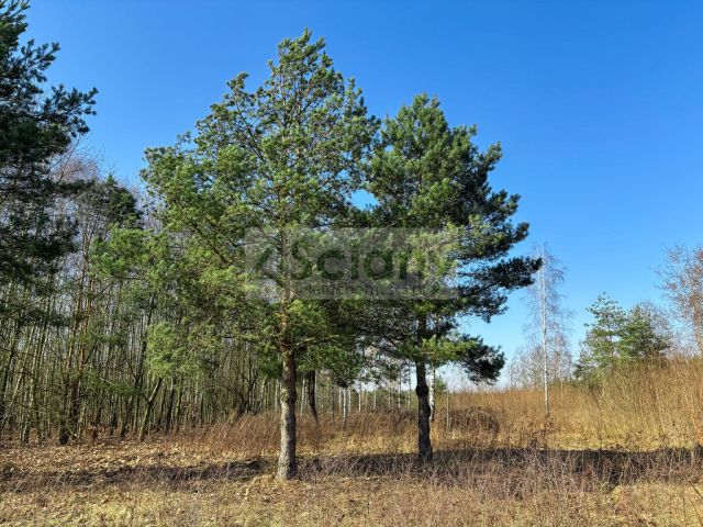 Działka budowlana Ojrzanów. Zdjęcie 5