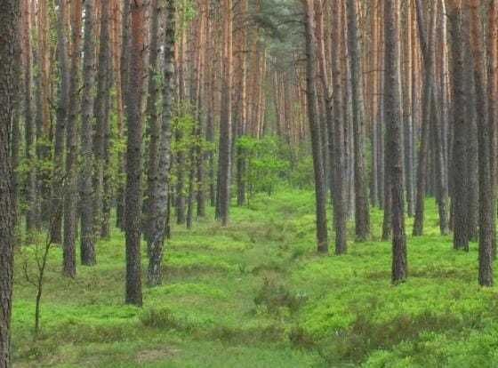 Działka leśna Maksymilianów. Zdjęcie 1