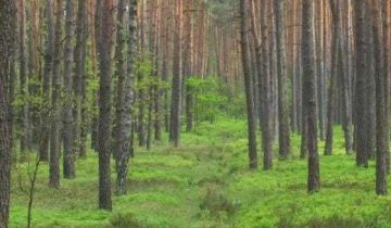 Działka leśna Maksymilianów