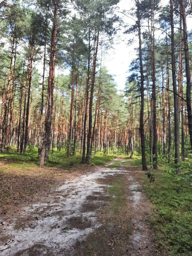 Działka leśna Żarki-Letnisko, ul. Jasna. Zdjęcie 3