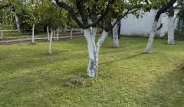 Działka rod Śrem, ul. Jeziorna