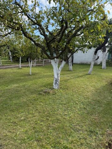 Działka rod Śrem, ul. Jeziorna