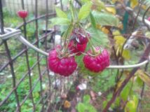 Działka rod Sosnowiec. Zdjęcie 2