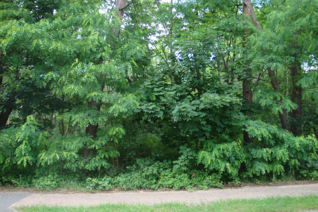 Działka rekreacyjna Urle, ul. Stanisława Augusta Poniatowskiego. Zdjęcie 1